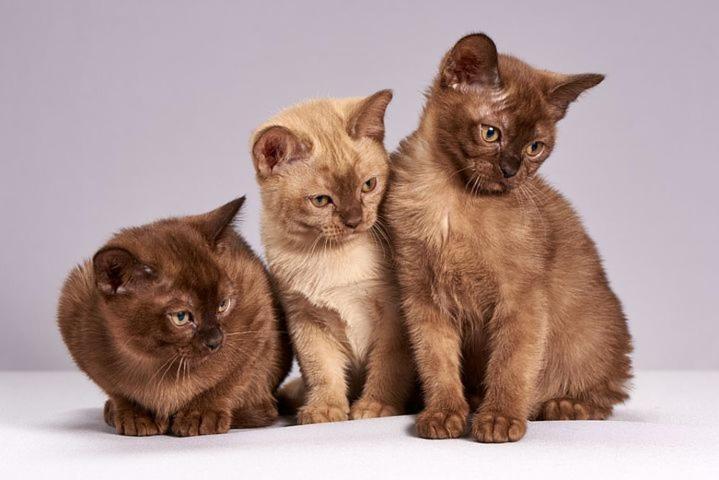 Homestay Die Steht Ab Sofort Nicht Mehr Zur Verfugung Is Finis 1 June - Thanks For All Your Andreas & 3 Cats *